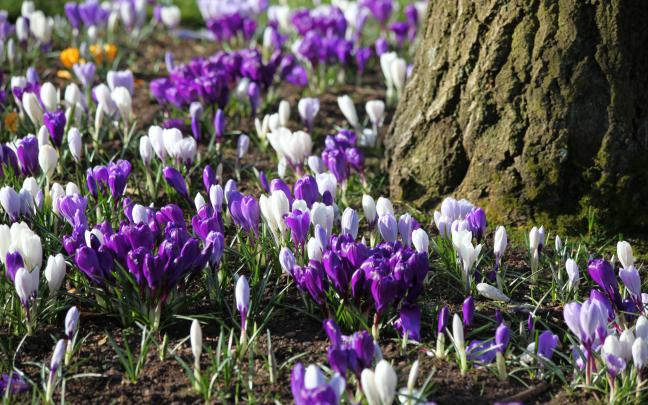Crocus HD Wallpaper | Background Image | 1920x1200