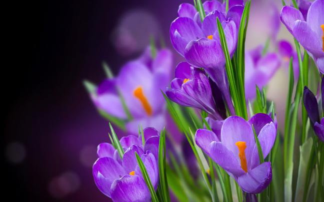 crocus hd beautiful - HD Desktop Wallpapers