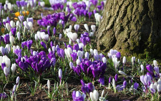 Crocus Wallpaper HD Download