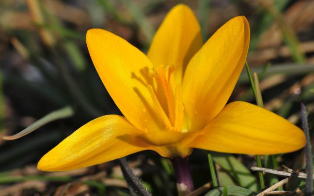 yellow crocus - HD Desktop Wallpapers
