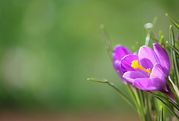 Crocus Wallpapers, Pictures, Images