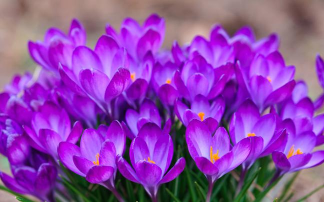 Saffron Crocus Wallpapers Images Photos Pictures Backgrounds