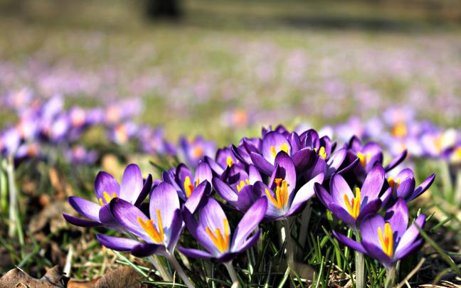 Crocus purple flowers Wallpaper for Widescreen Desktop PC 1920x1080 Full HD