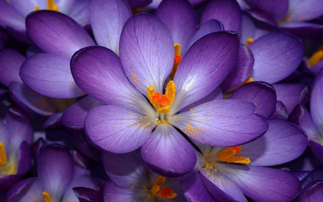 wallpapers: Purple Crocus Flowers Wallpapers