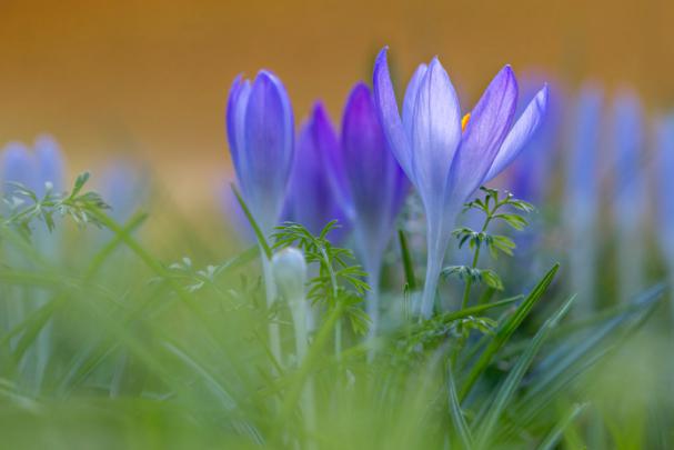 Crocus Wallpapers, Pictures, Images