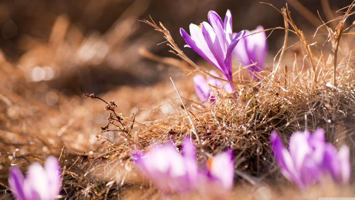 flowers, Spring, Crocus Wallpapers HD \/ Desktop and Mobile Backgrounds