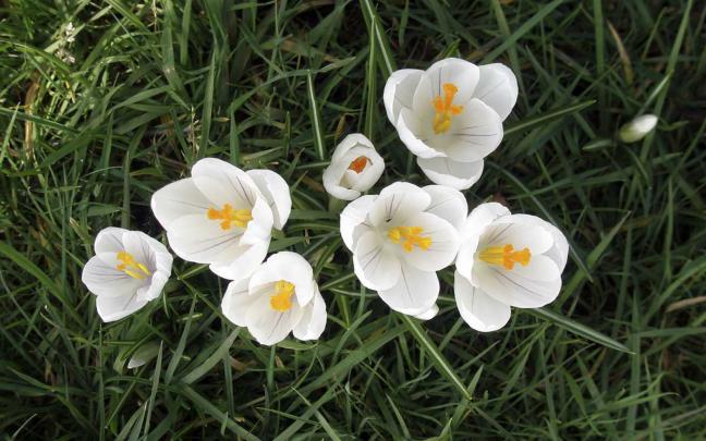 wallpapers: White Crocus Wallpapers