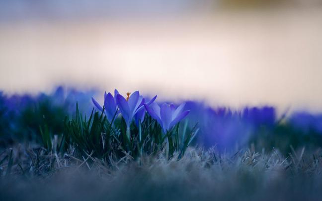 Small purple crocus HD desktop wallpaper : Widescreen : High Definition 