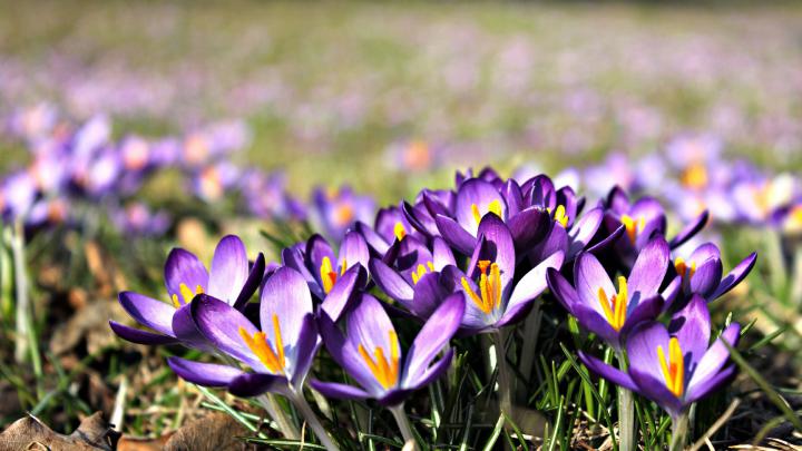 Crocus purple flowers Wallpaper for Desktop 1920x1080 Full HD