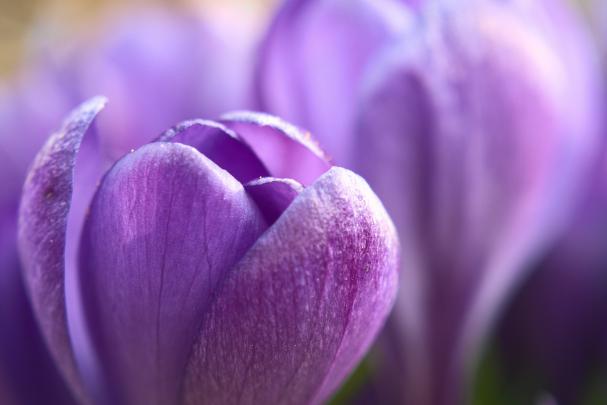 High definition desktop wallpaper of Crocus, desktop wallpaper of 