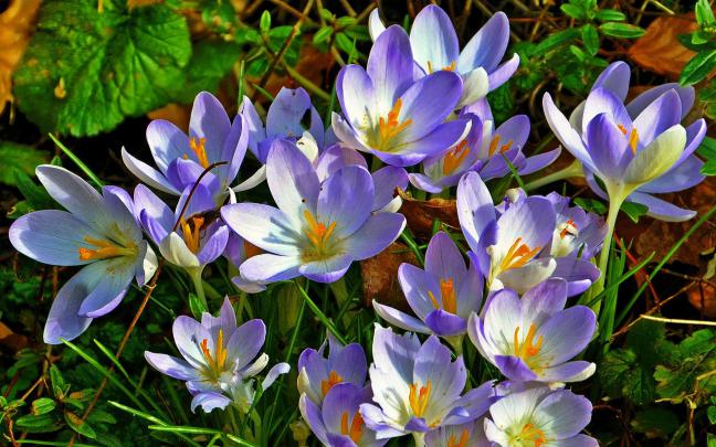 Crocus Wallpaper HD Download