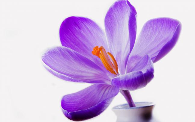 lilac crocus purple - HD Desktop Wallpapers