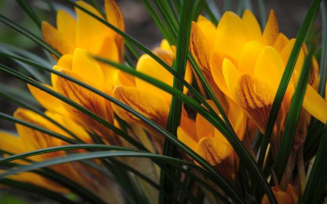 yellow crocus image - HD Desktop Wallpapers