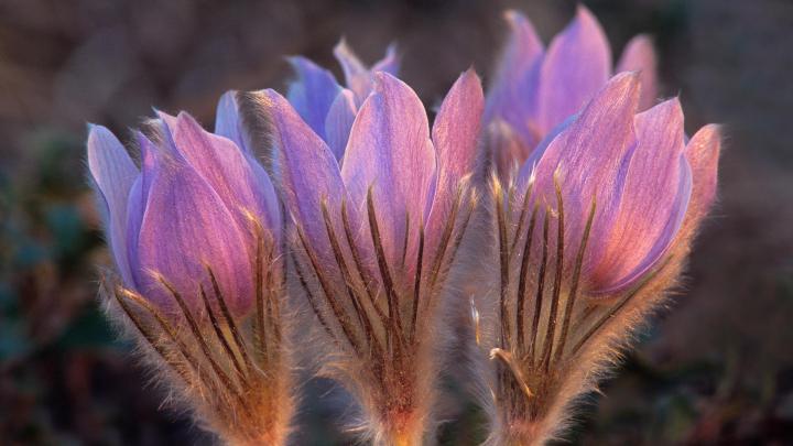 Prairie Crocus \u2013 Bing Wallpaper Download