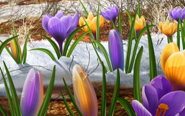 crocus flower nature - HD Desktop Wallpapers