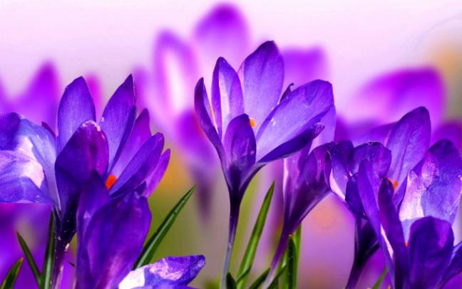 purple crocus - HD Desktop Wallpapers