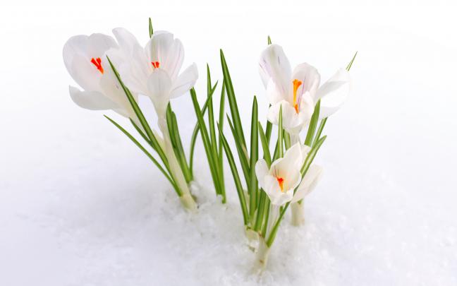 snow wallpaper white crocus - HD Desktop Wallpapers