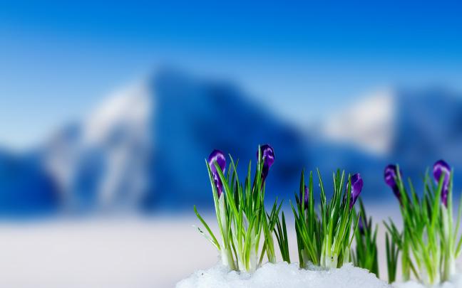 Spring crocus wallpaper | nature and landscape | Wallpaper Better