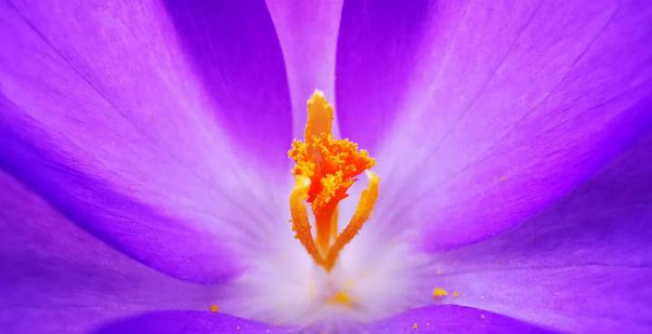 Desktop wallpaper crocus, pollen, close up, hd image, picture 