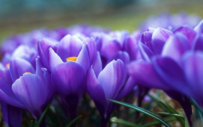 crocus flower purple - HD Desktop Wallpapers