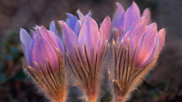 Prairie Crocus \u2013 Bing Wallpaper Download