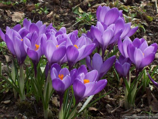 Crocus wallpapers - Crazy Frankenstein