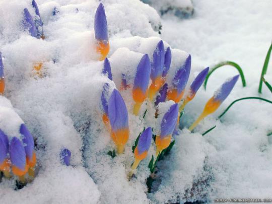 Crocus wallpapers 2 - Crazy Frankenstein