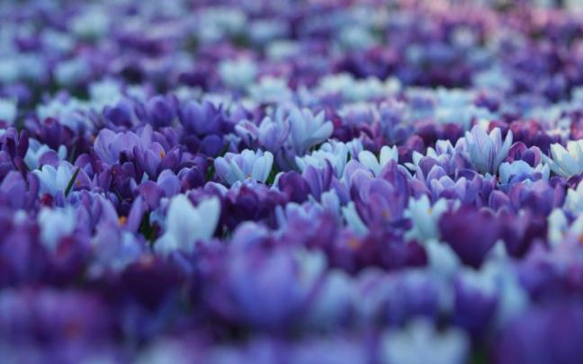 autumn crocus flower - HD Desktop Wallpapers