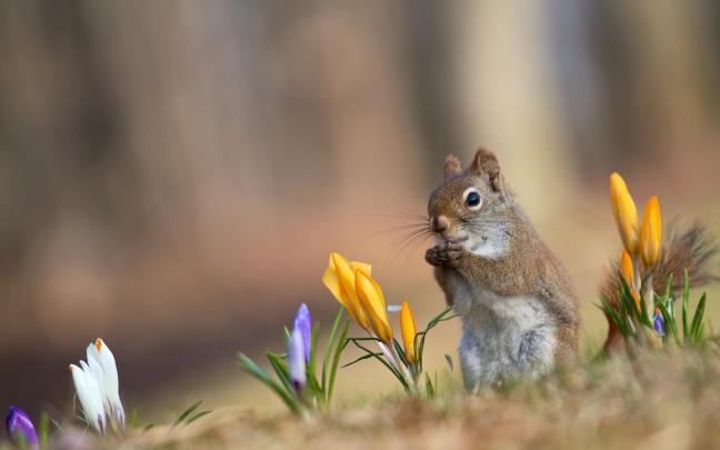 [46+] Spring Animals Desktop Wallpaper 