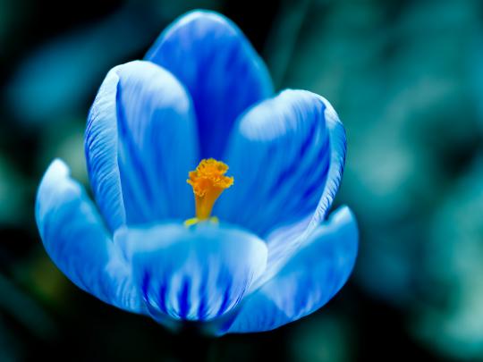 Cool picture of Crocus flower, desktop wallpaper of blue, blue 