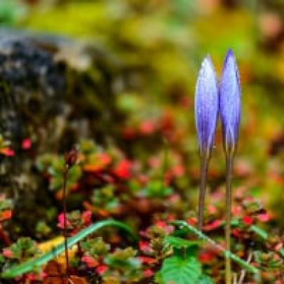 Crocus Wallpapers - Desktop Nexus