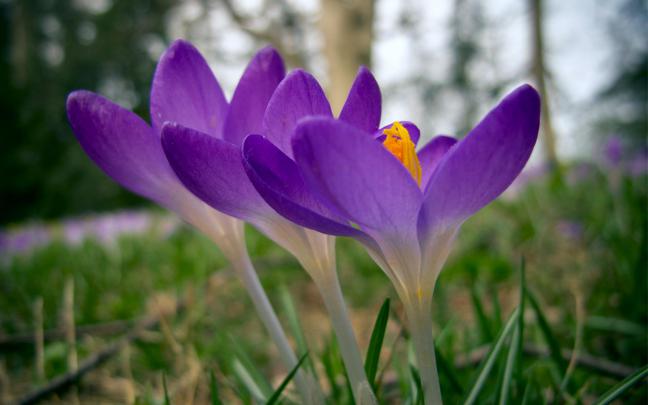 Crocus Wallpaper HD Download