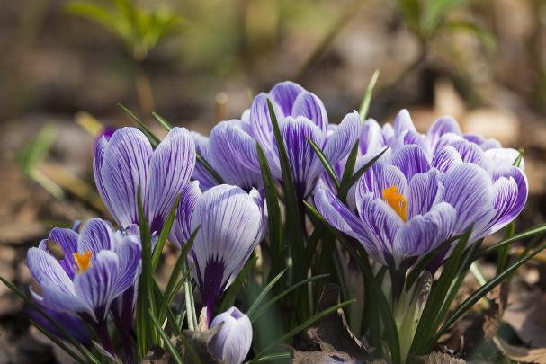 crocus, Petals, Spring Wallpapers HD \/ Desktop and Mobile Backgrounds