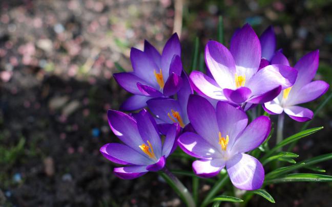 wallpapers: Purple Crocus Flowers Wallpapers