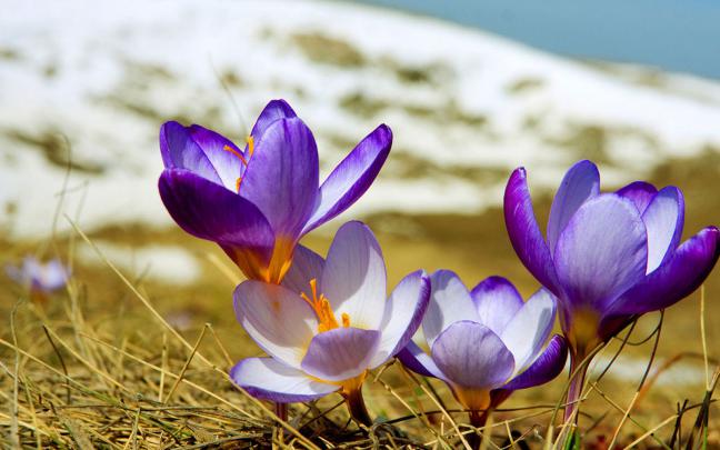 wallpapers: Purple Crocus Flowers Wallpapers