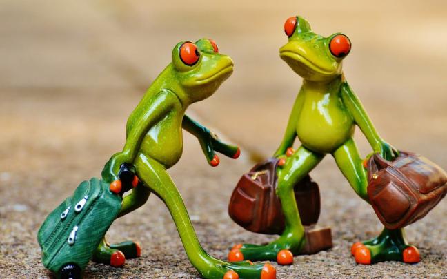 Funny Frog Wallpapers Wallpapers - Top Free Funny Frog Wallpapers 