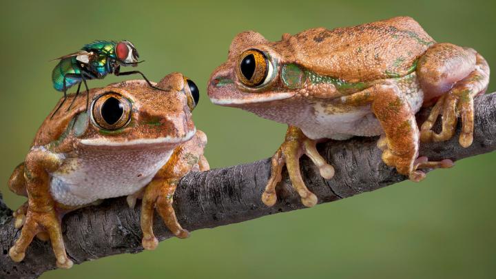 Funny Frog Wallpapers Wallpapers - Top Free Funny Frog Wallpapers 