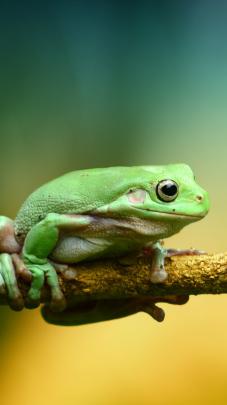 Froggy Wallpapers Wallpapers - Top Free Froggy Wallpapers Backgrounds 