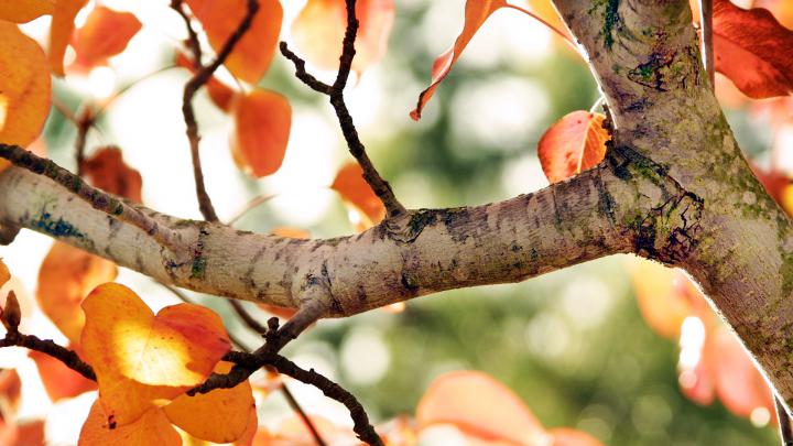 Cute Autumn Free Desktop Wallpaper -