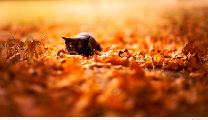 Cute Autumn Wallpapers (23 Wallpapers) \u2013 Adorable Wallpapers