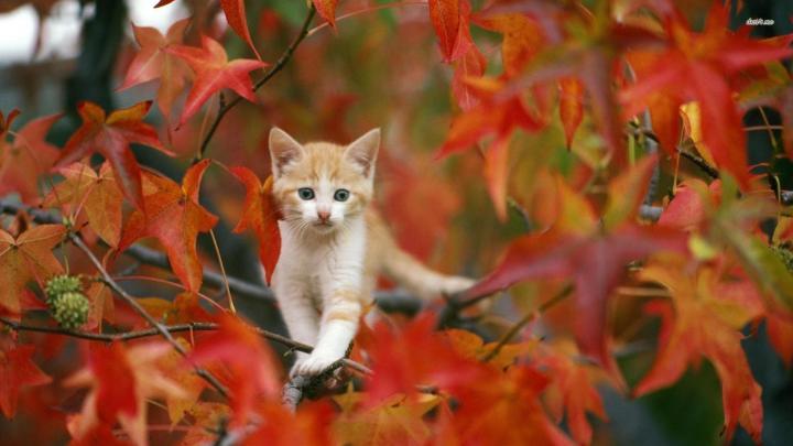 Cute Fall Wallpaper (59+ pictures)