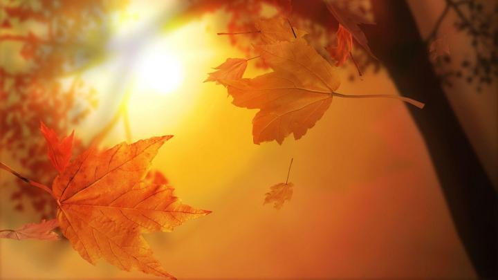 Cute Fall Wallpapers