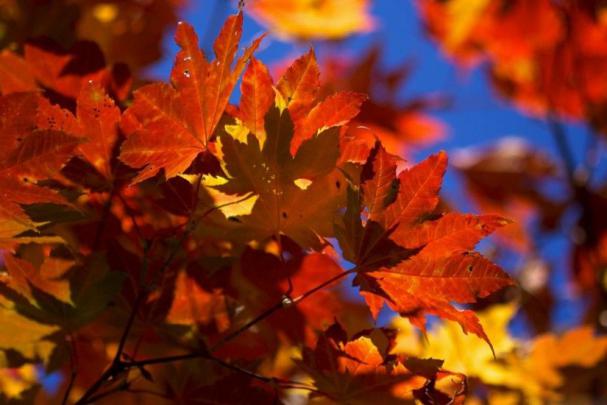Fall Desktop Wallpapers Backgrounds \u00b7\u2460 