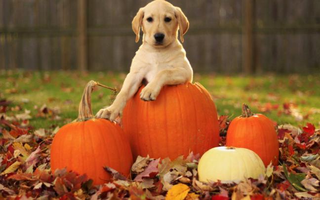 Cute Thanksgiving Wallpapers for Desktop -