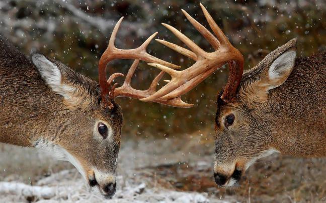 Free Deer Wallpapers