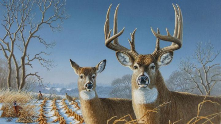 Deer Desktop Backgrounds (59+ images)