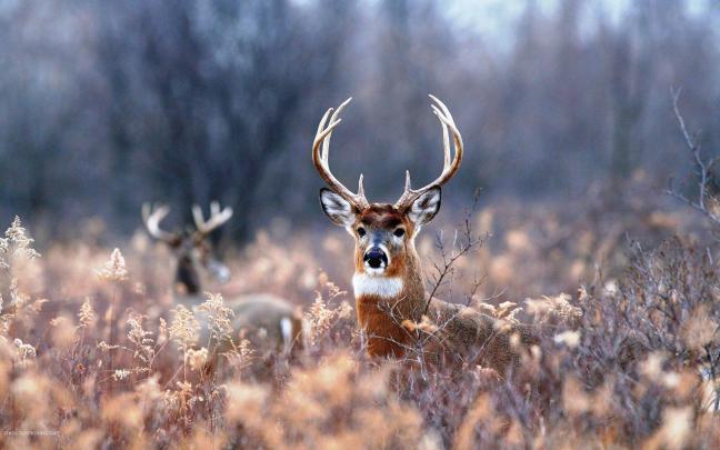 Whitetail Deer Wallpaper \u00b7\u2460 