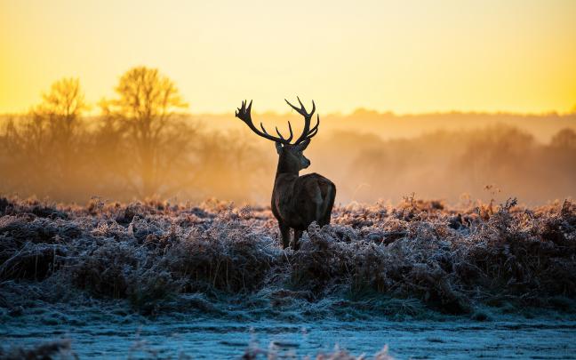 deer wallpaper pc - HD Desktop Wallpapers