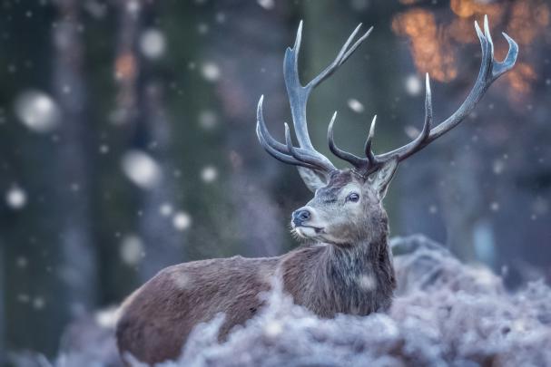 Deer HD Wallpaper | Background Image | 2048x1366