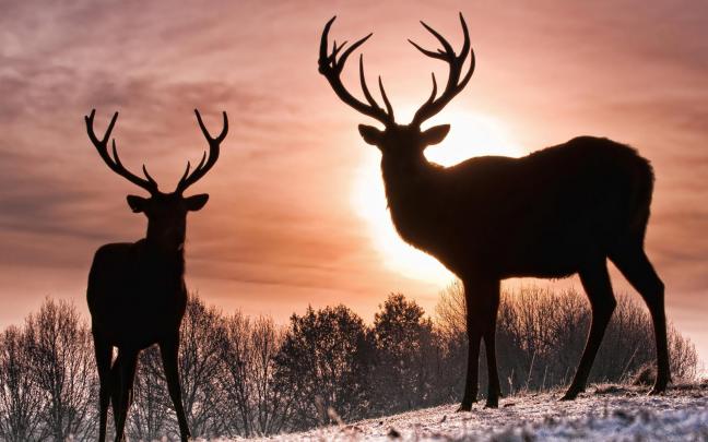 Deer Desktop Wallpapers